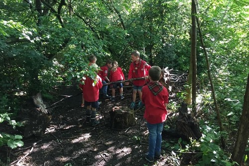 De bevers bouwen een hut in het bos